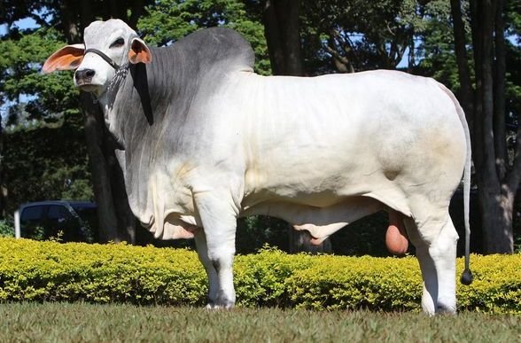 Natur FIV do Goiás é Reservado Grande Campeão Nacional e atinge 80 mil doses vendidas pela ABS Pecplan