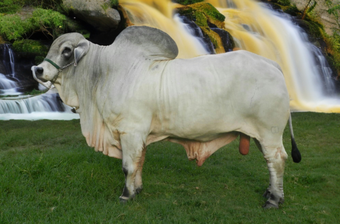 Norton FIV do Goiás é touro PNAT da raça Tabapuã, coletado pela Alta Genetics